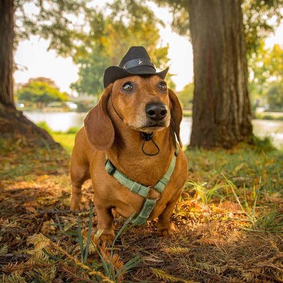 Other - Dog cowboy hat